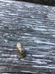 Acantholyda posticalis