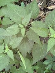 Ageratina altissima altissima