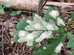 Tischeria ekebladella