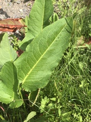 Rumex aquaticus