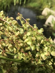 Rumex aquaticus