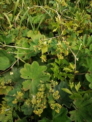 Alchemilla leiophylla