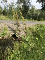 Rumex aquaticus