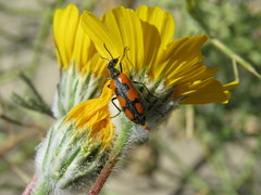 Eupompha elegans perpulchra