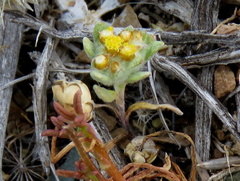 Helichrysum leontonyx
