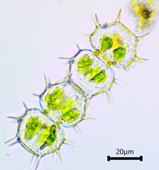 Xanthidium cristatum