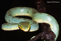 Craspedocephalus gramineus