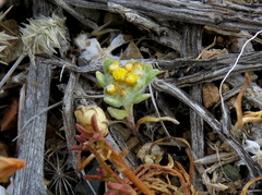 Helichrysum leontonyx