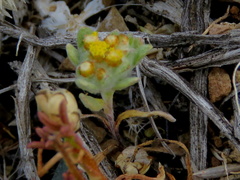 Helichrysum leontonyx