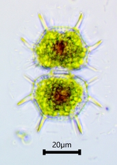 Xanthidium cristatum