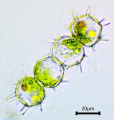 Xanthidium cristatum