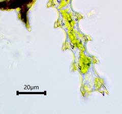 Triploceras gracile
