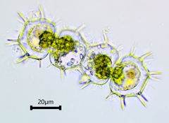 Xanthidium cristatum