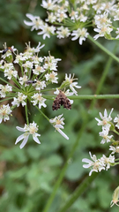 Anthophila fabriciana