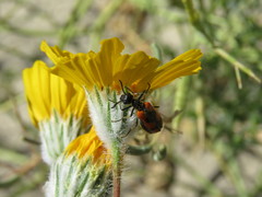 Eupompha elegans perpulchra