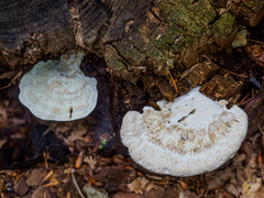 Calcipostia guttulata