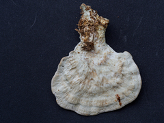 Calcipostia guttulata