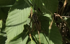 Pachytrachis striolatus