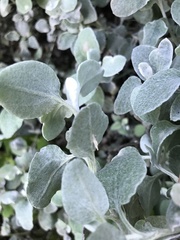 Helichrysum petiolare