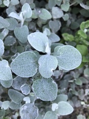 Helichrysum petiolare