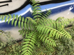 Ailanthus altissima