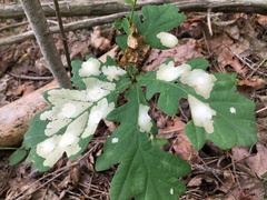 Tischeria ekebladella