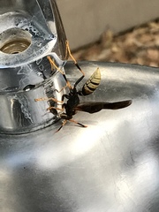 Polistes comanchus navajoe