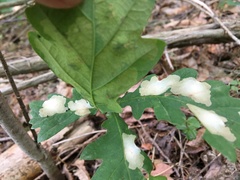 Tischeria ekebladella