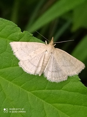 Psammotis pulveralis