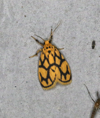 Miltochrista conjunctana