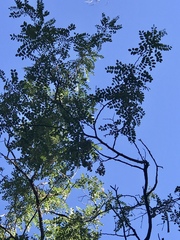 Robinia neomexicana