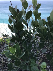 Pterocelastrus tricuspidatus