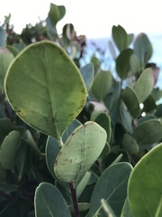 Pterocelastrus tricuspidatus