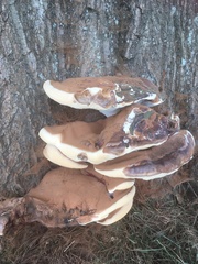 Ganoderma applanatum
