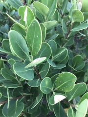 Pterocelastrus tricuspidatus