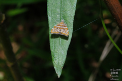 Choreutis orthogona