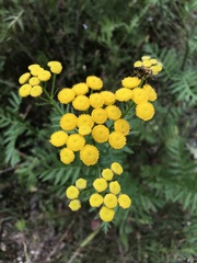 Tanacetum vulgare
