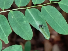 Polyura hebe plautus