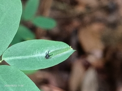 Polyura hebe plautus