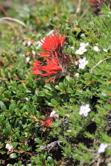 Castilleja rupicola