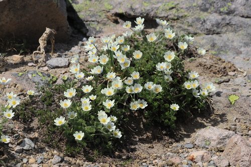 Anemone drummondii var. drummondii