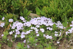Phlox diffusa longistylis