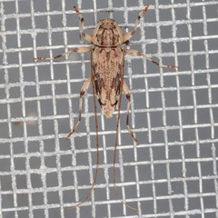 Lepturges angulatus