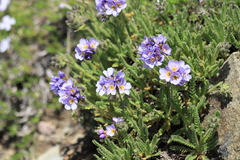 Polemonium elegans