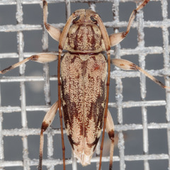 Lepturges angulatus
