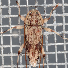 Lepturges angulatus