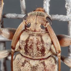 Lepturges angulatus
