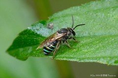 Nomia iridescens
