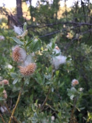 Salix eastwoodiae