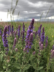 Salvia deserta